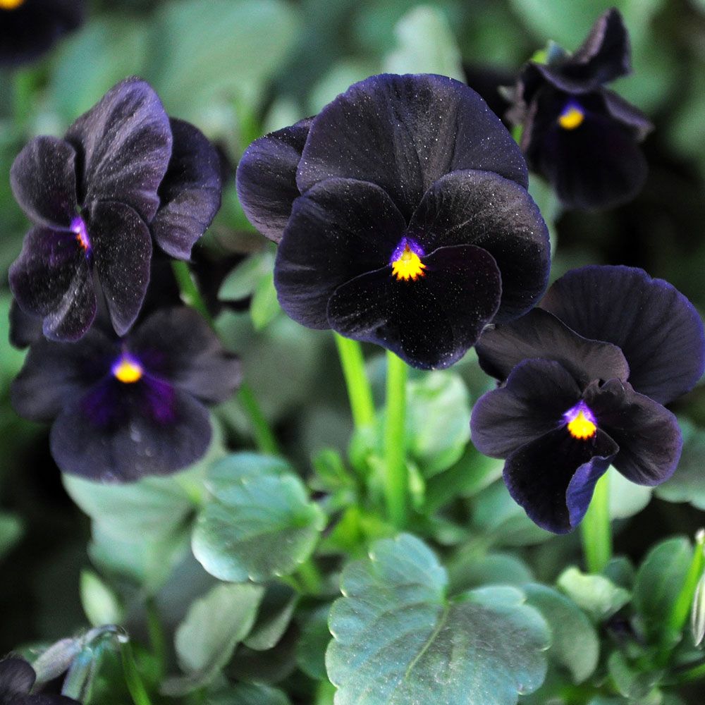 Hornveilchen 'Sorbet Black Delight'