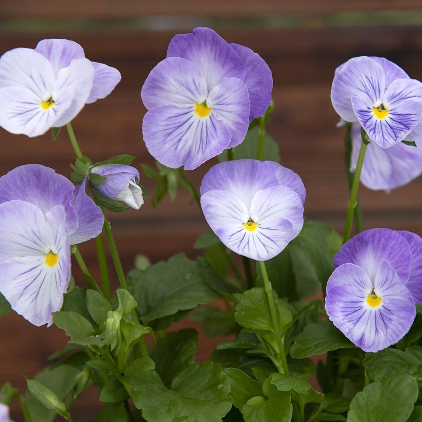 Stiefmütterchen 'Spring Matrix Lavender Shades'