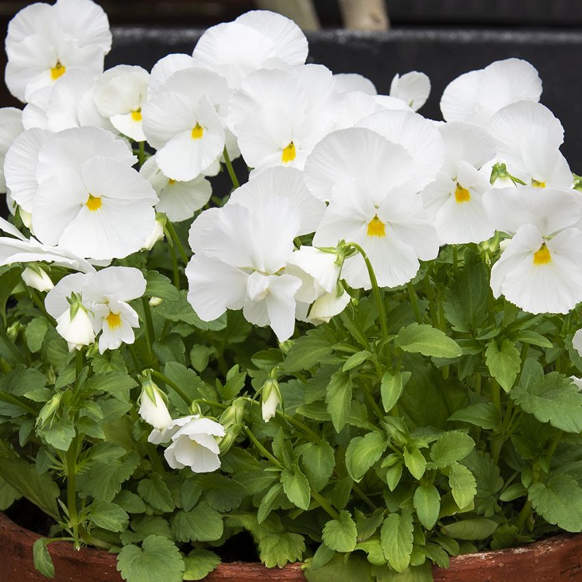 Stiefmütterchen 'Spring Matrix White'