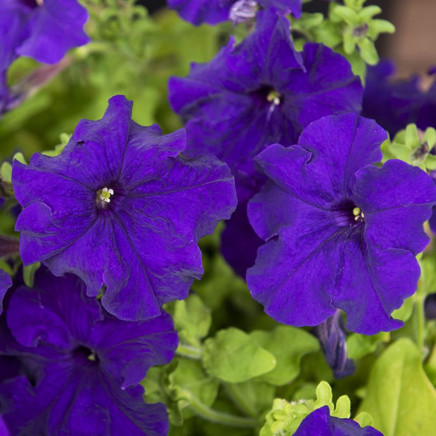 Großblütige Petunie 'Eagle Blue'