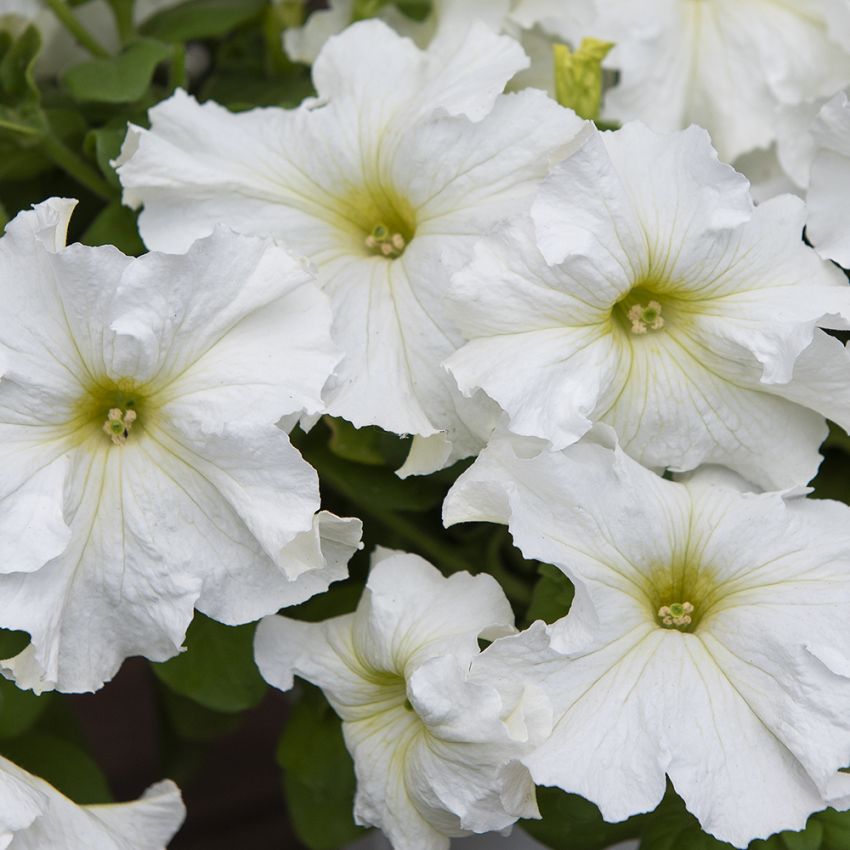 Großblütige Petunie 'Eagle White'