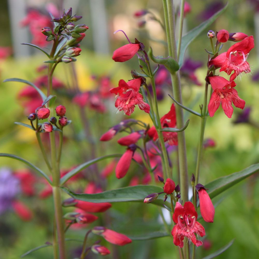 Bartfaden 'Twizzle Scarlet'