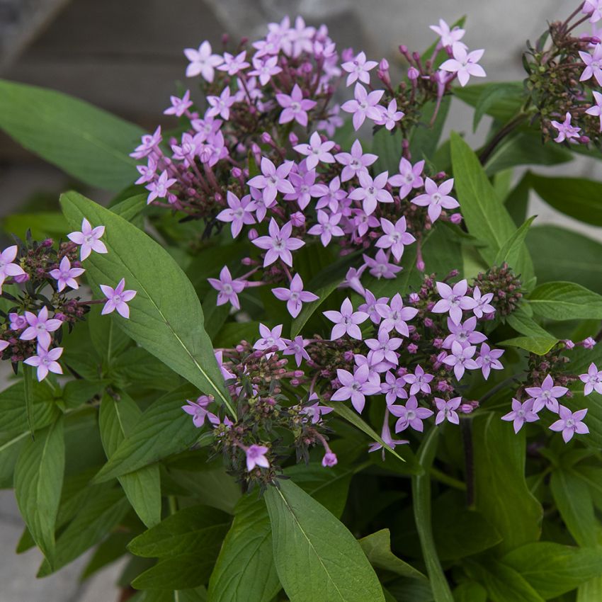 Fünfzahlstrauch 'Northern Lights Lavender'