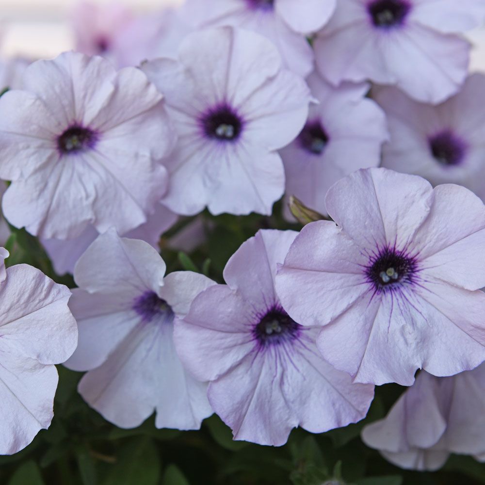 Petunia  'Easy Wave Silver'