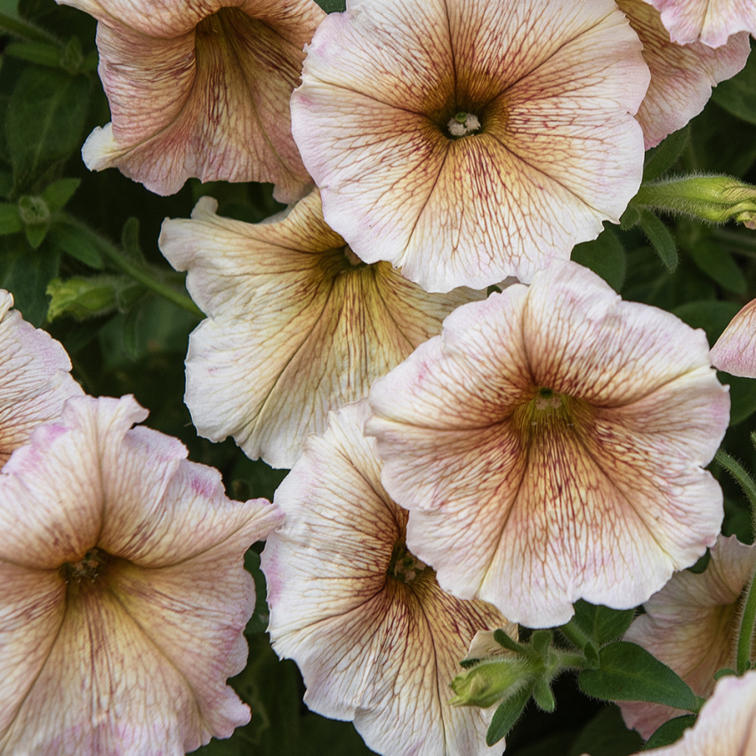 Petunie 'Ingrid' in der Gruppe Samen / Einjährige Blumen bei Impecta Fröhandel (86416)