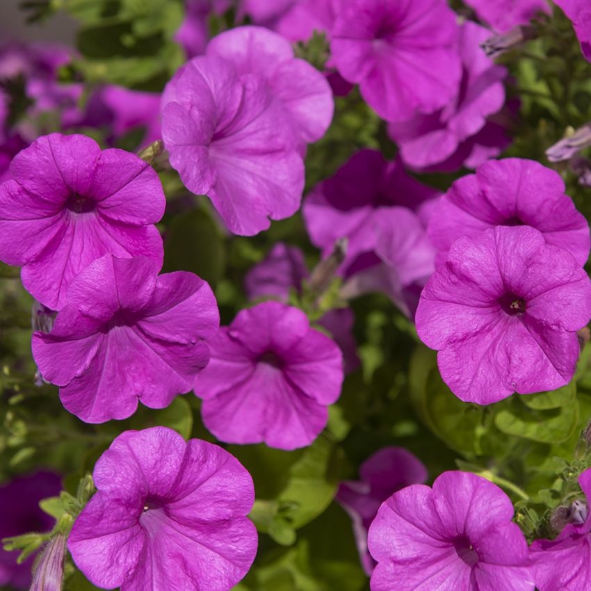 Großblütige Petunie'Explorer Lavender'