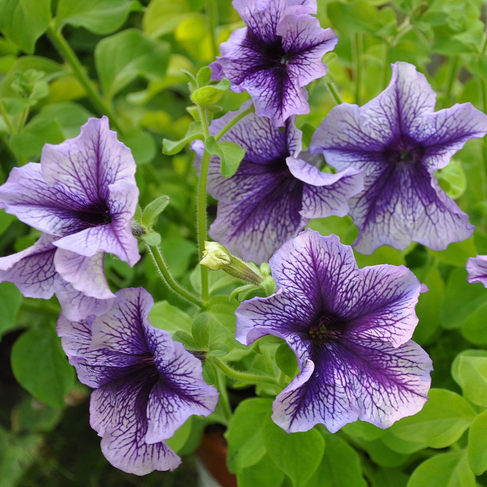 Großblütige Petunie 'Daddy Blue'