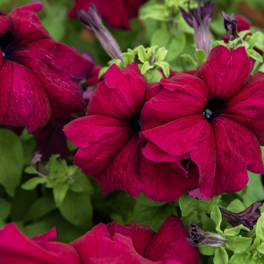 Petunie 'Supercascade Burgundy'