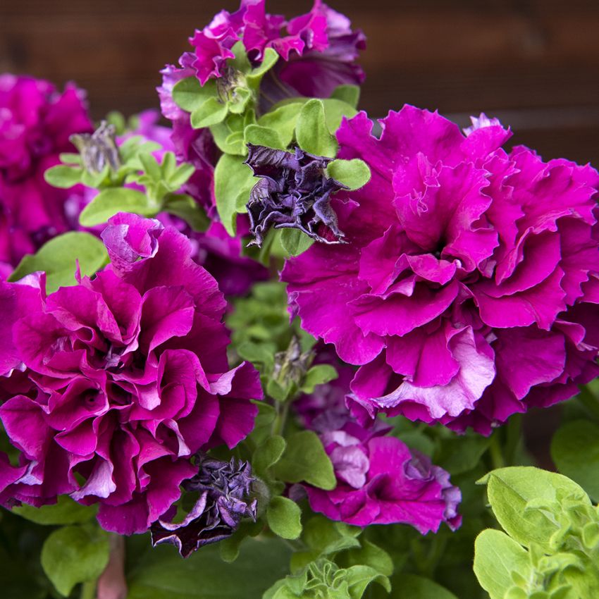 Gefüllte Petunie ‘Double Cascade Burgundy‘