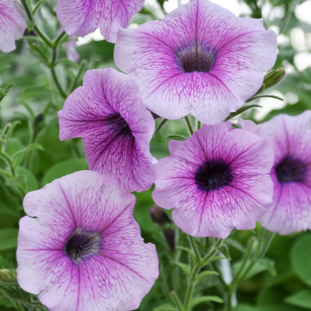 Petunie 'Shock Wave Pink Vein'