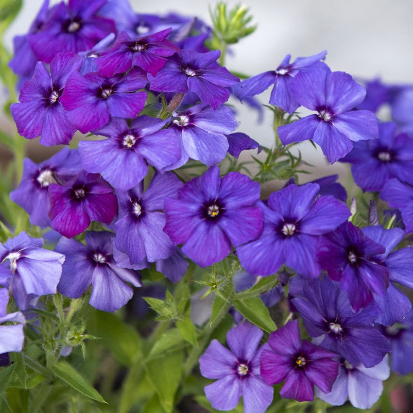 Sommer-Phlox ‘Blue Beauty‘