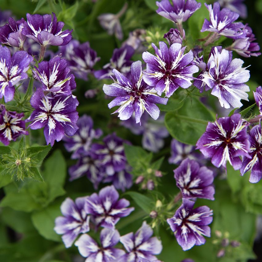 Sommer-Phlox 'Sugar Stars'