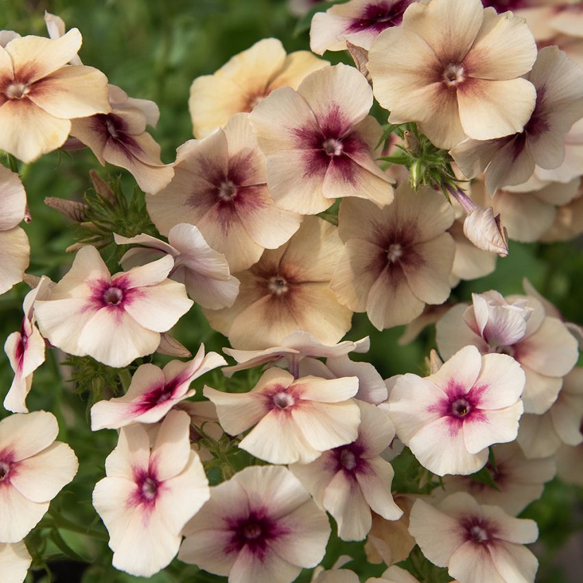 Sommer-Phlox 'Cherry Caramel'