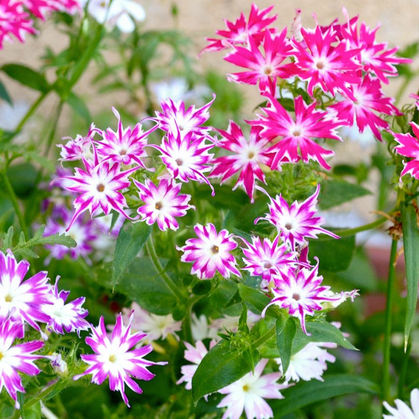 Sommer-Phlox 'Twinkle'