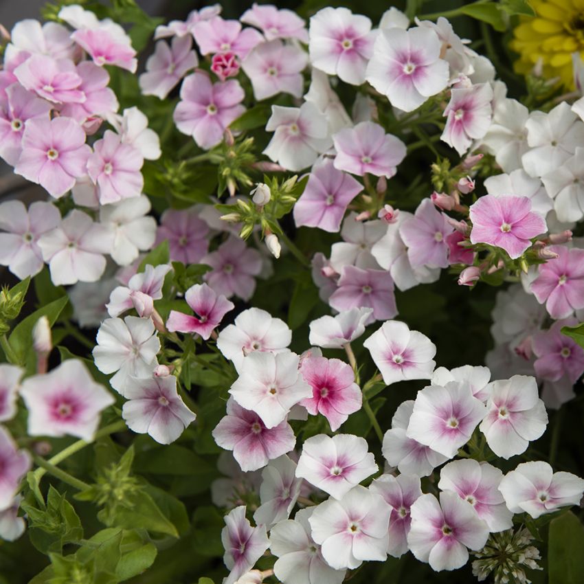 Sommer-Phlox 'Blushing Bride'