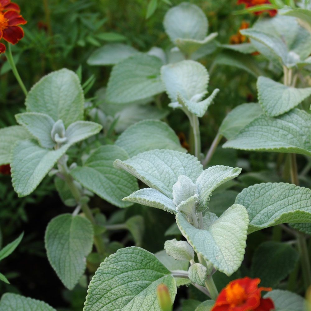 Silberiger Harfenstrauch 'Silver Shield'