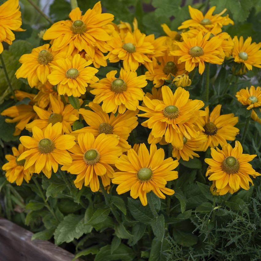 Sonnenhut 'Amarillo Gold'