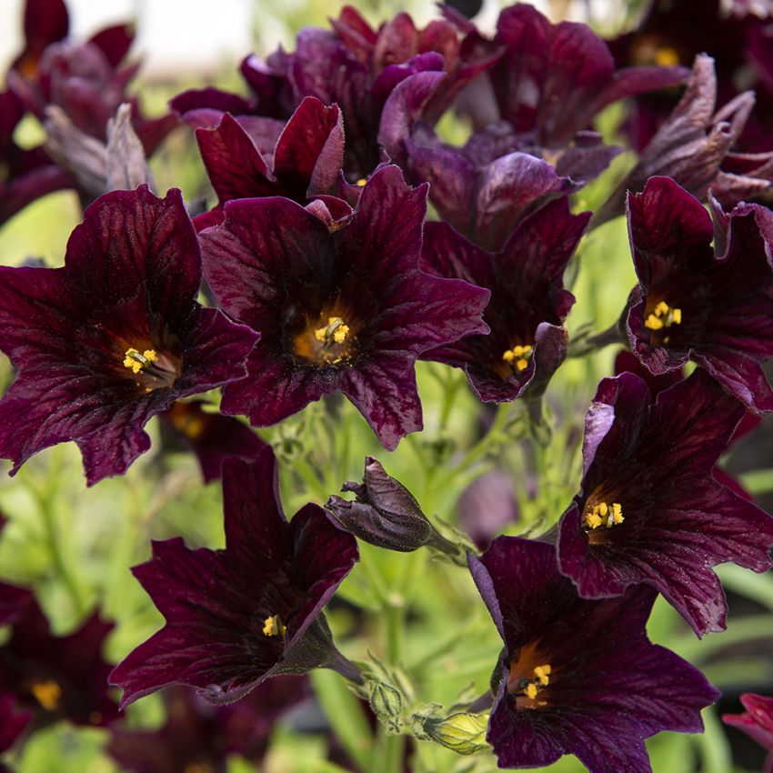 Trompetenzunge 'Black Trumpets'