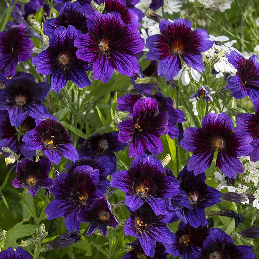 Trompetenzunge 'Kew Blue'