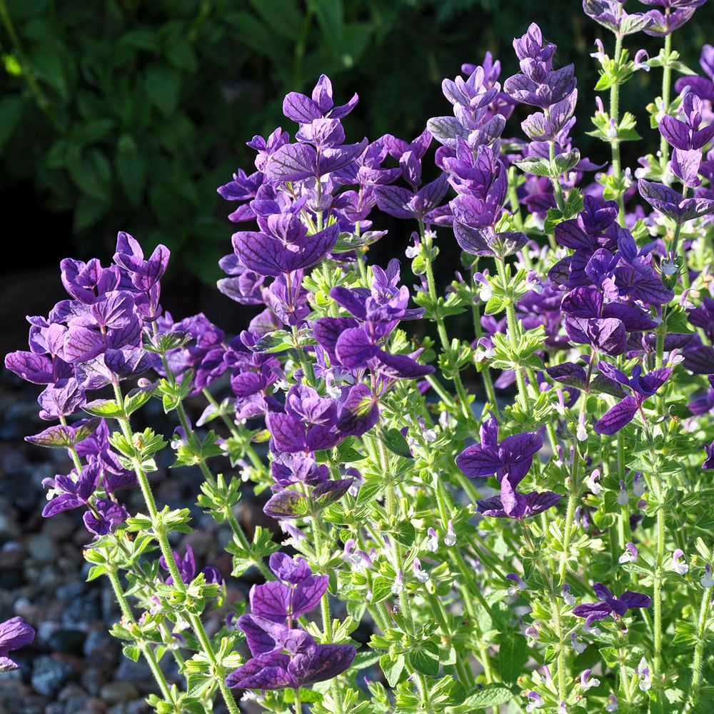 Buntschopfsalbei 'Blue Monday'