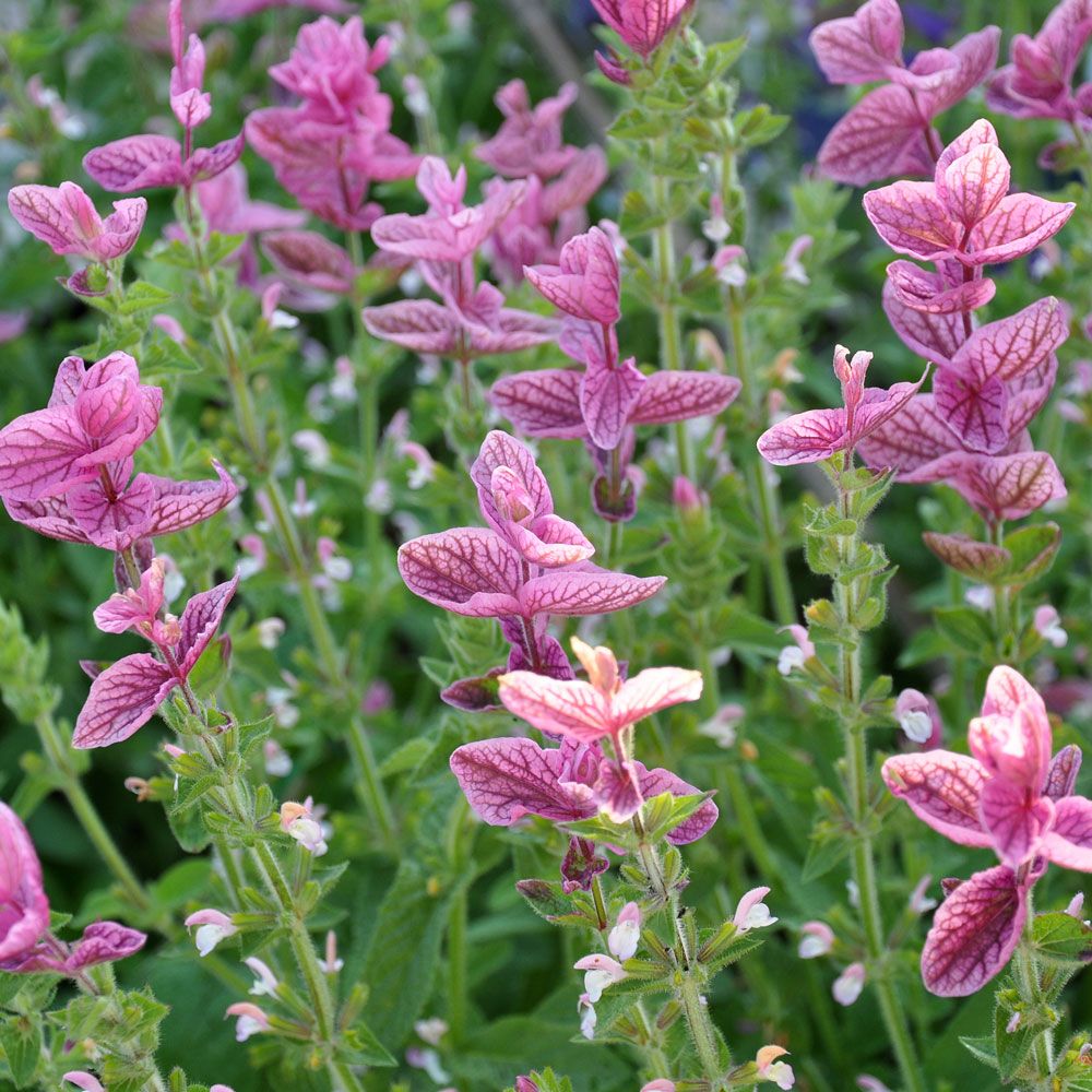 Buntschopfsalbei 'Pink Sundae'