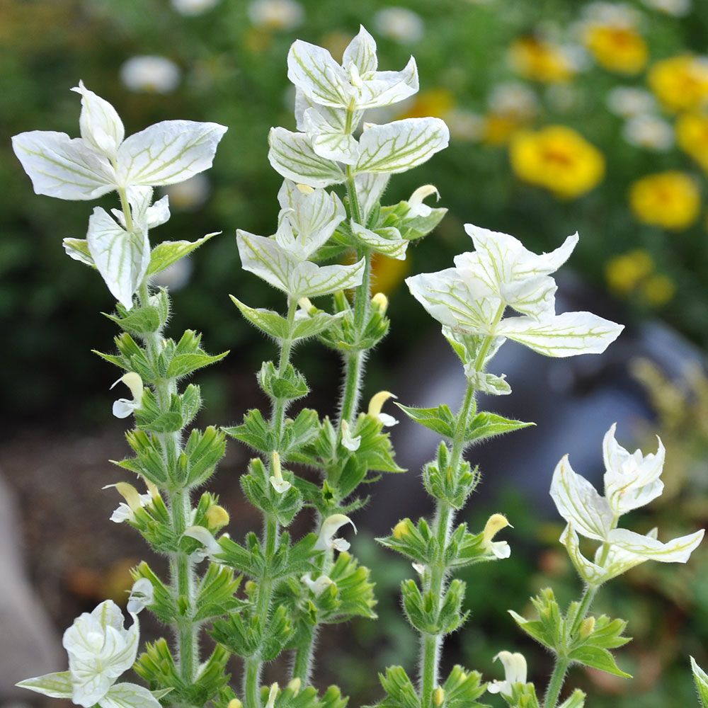 Buntschopfsalbei 'White Swan'