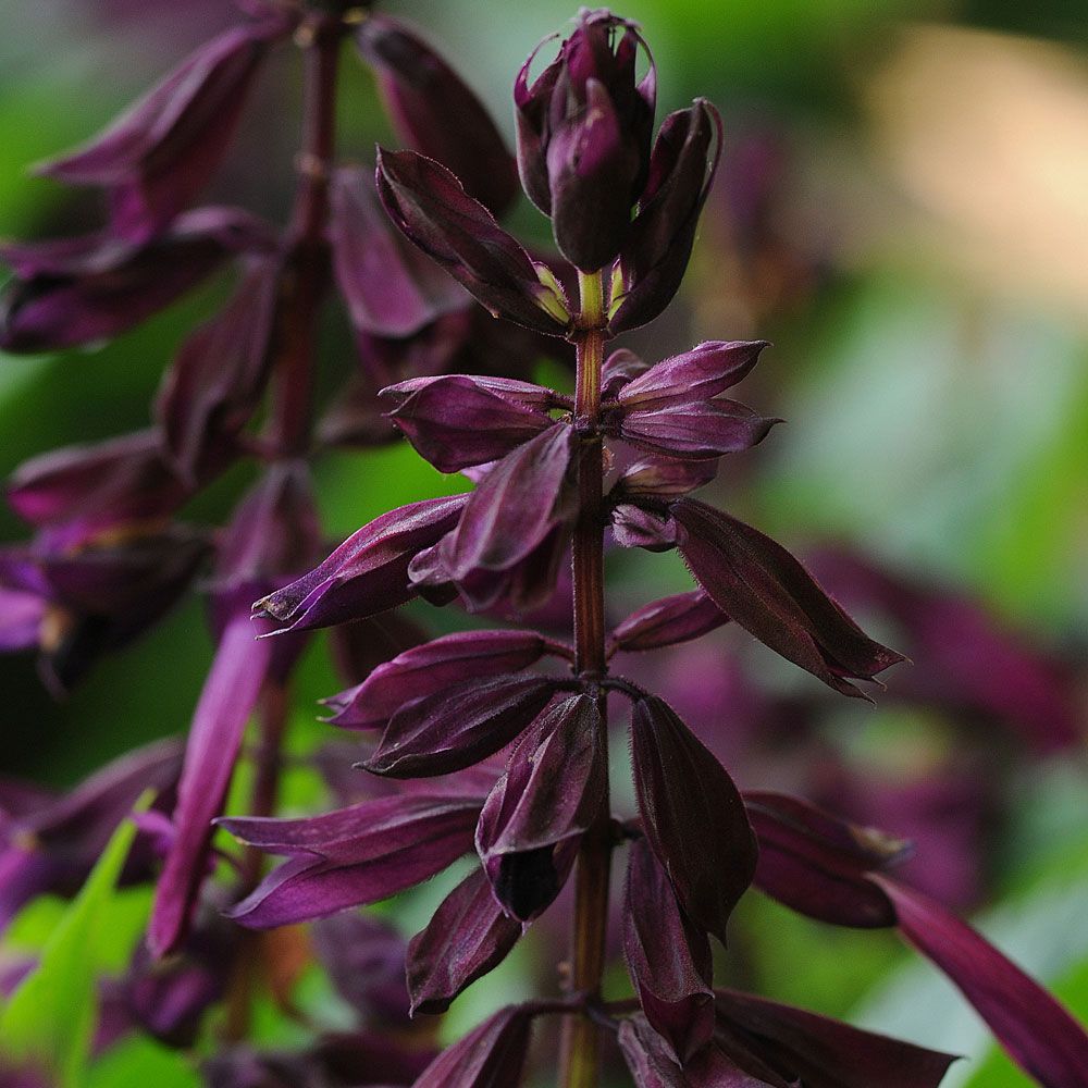 Feuer-Salbei 'Lighthouse Purple'