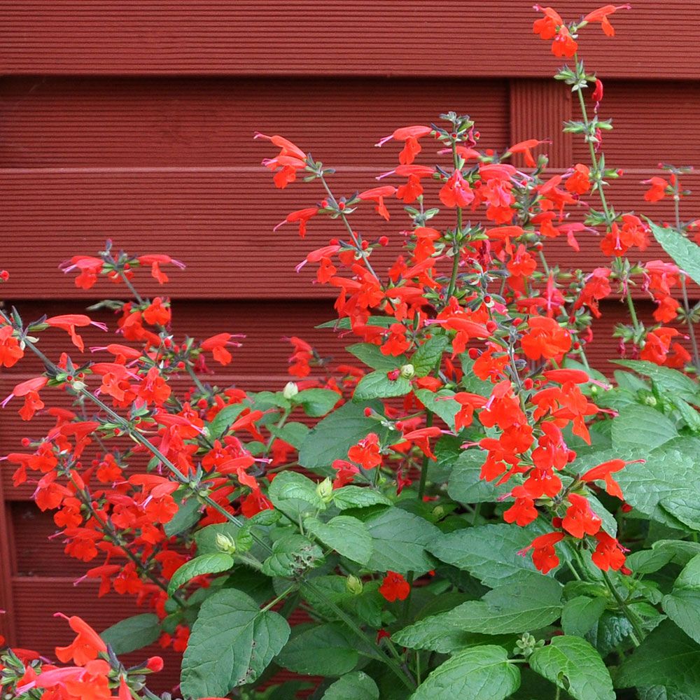 Scharlachroter Salbei 'Summer Jewel Red'