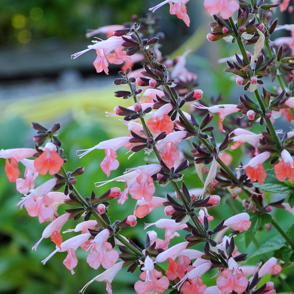 Scharlachroter Salbei 'Summer Jewel Pink'