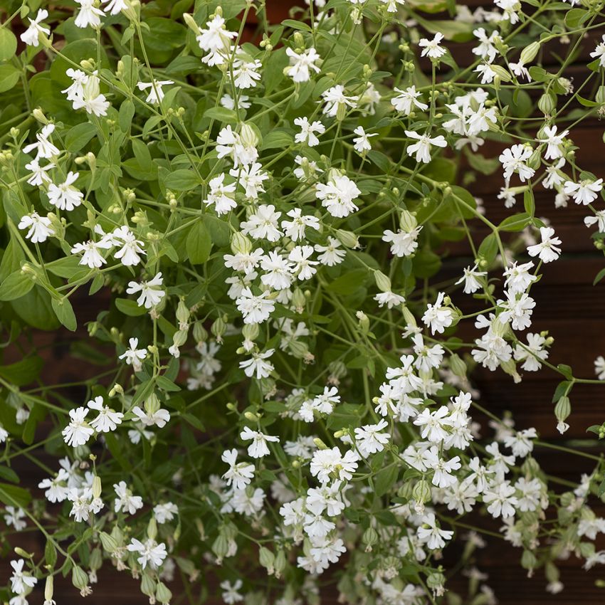 Hängendes Leimkraut 'Sibella White'