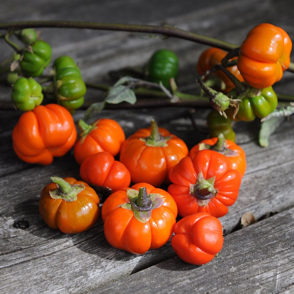 Zieraubergine 'Pumpkin On-A-Stick'