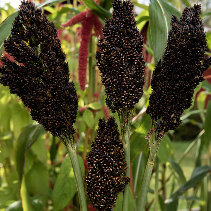 Sorghumhirse 'Black Falcon'