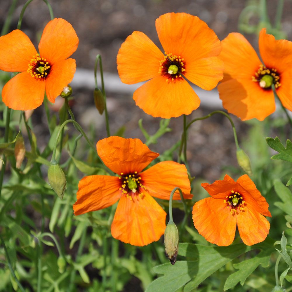 Kalifornischer Feuermohn 'Copper Queen'