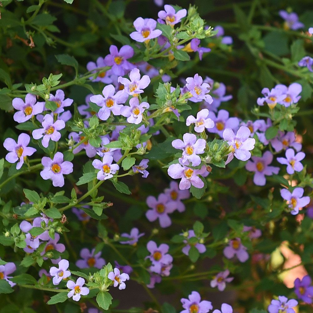 Schneeflockenblume 'Blutopia'