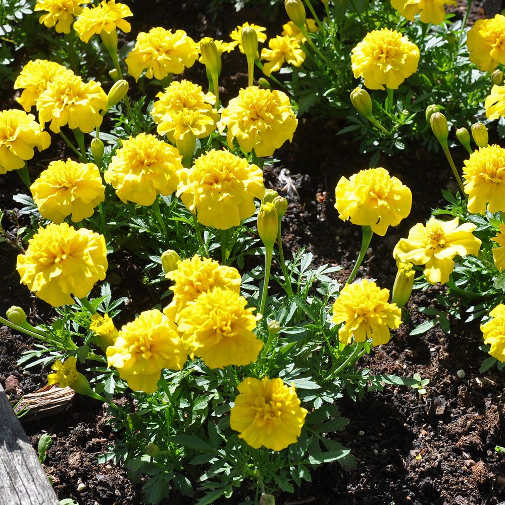 Studentenblume 'Primo Yellow'