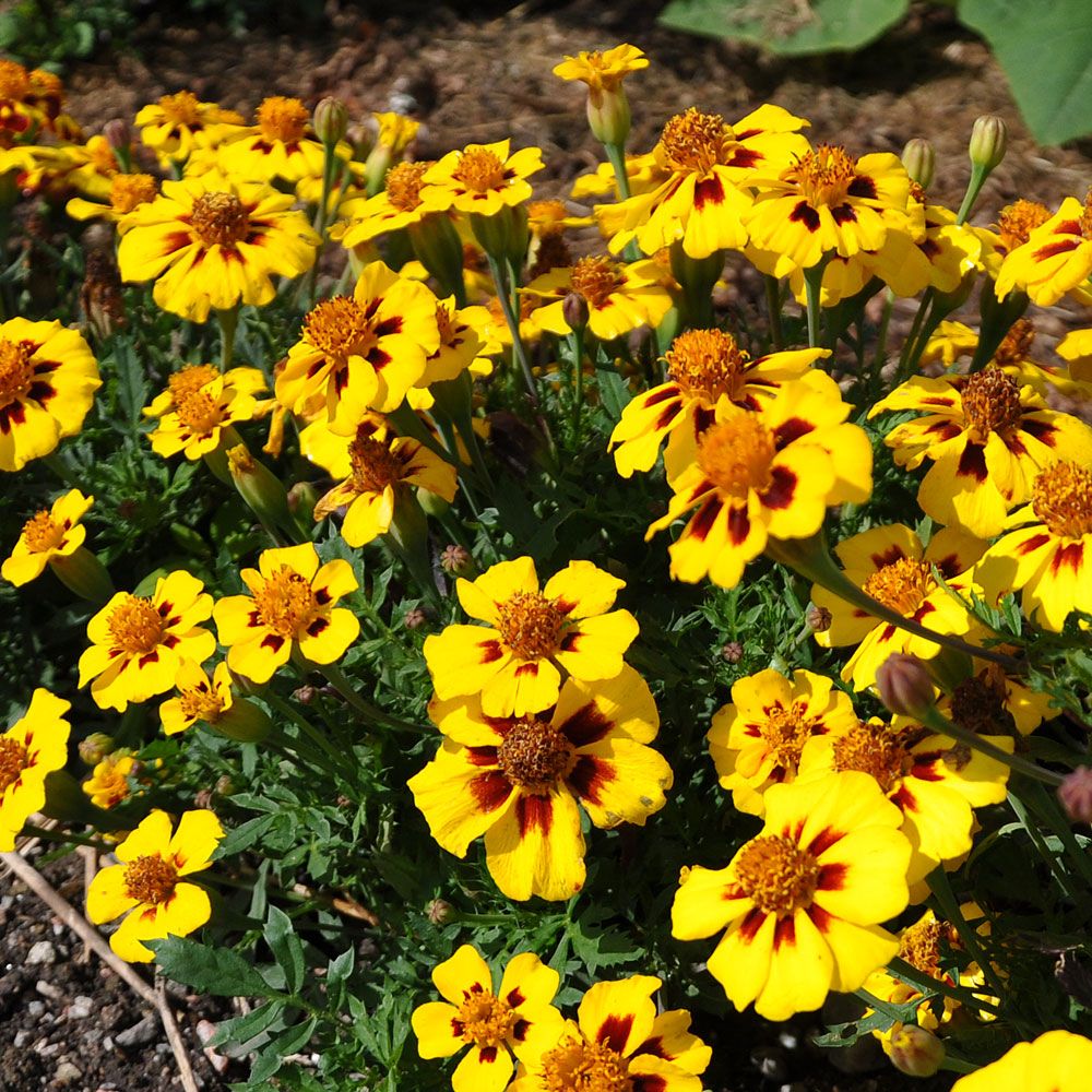 Studentenblume 'Legion Of Honour'