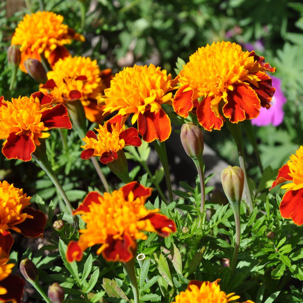 Studentenblume 'Tiger Eyes'