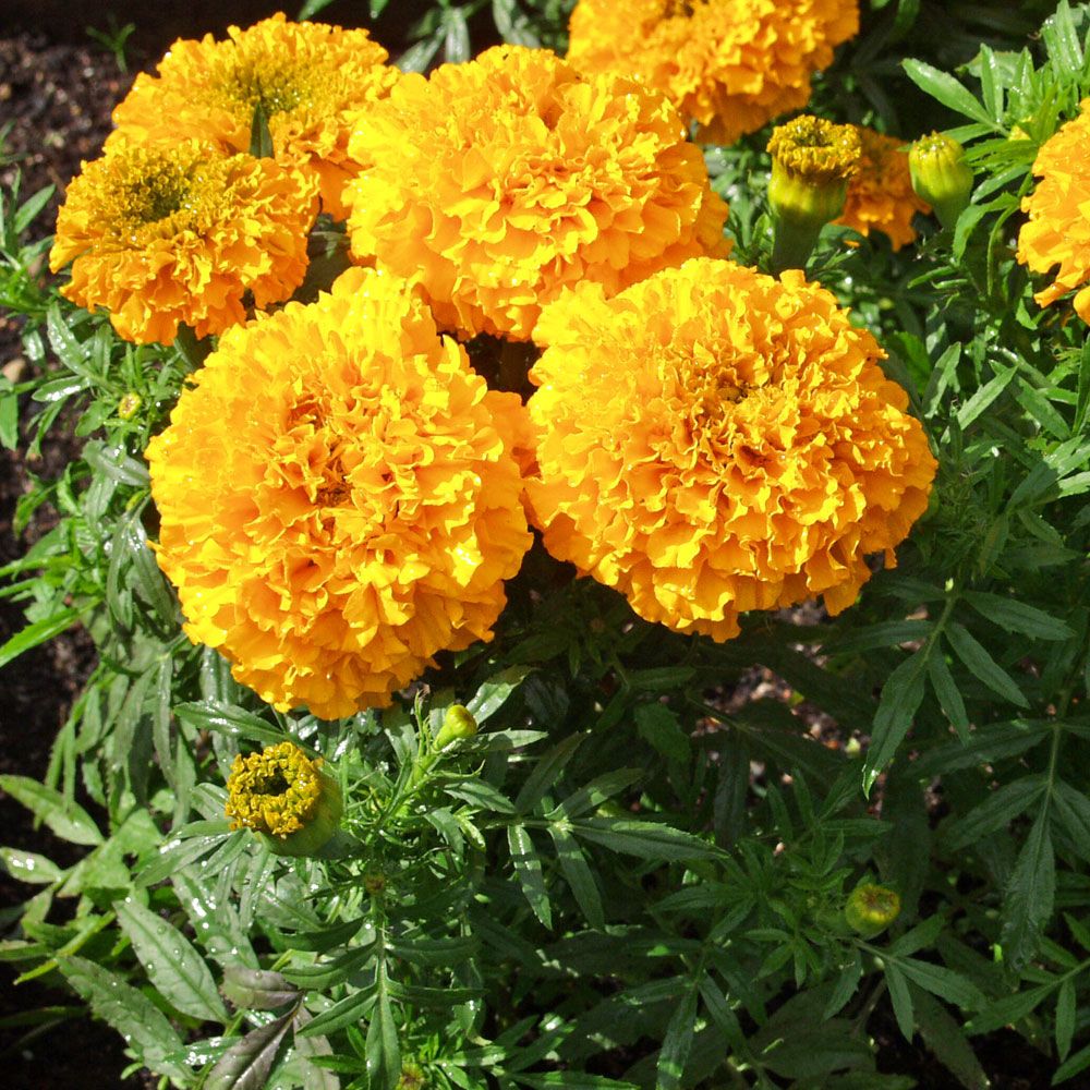 Aufrechte Studentenblume 'Odorless Golden Goddess'