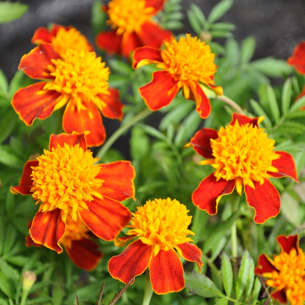 Studentenblume 'Orange Flame'