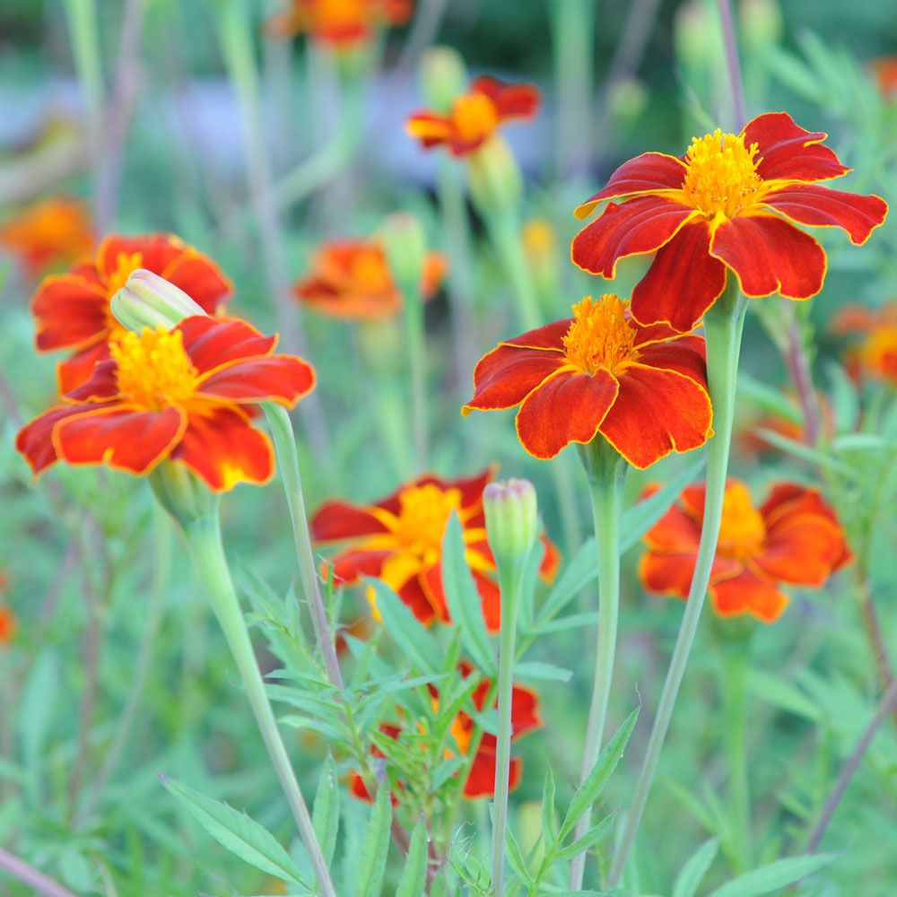 Linne-Tagetes 'Burning Embers'