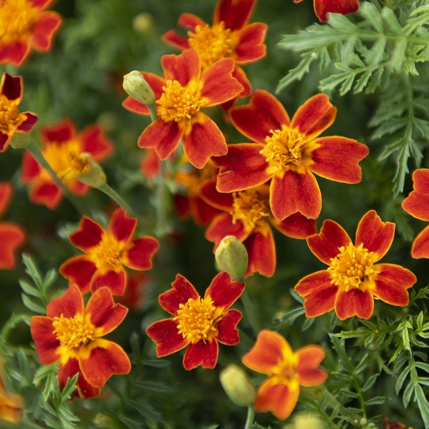 Studentenblume 'Red Gem'