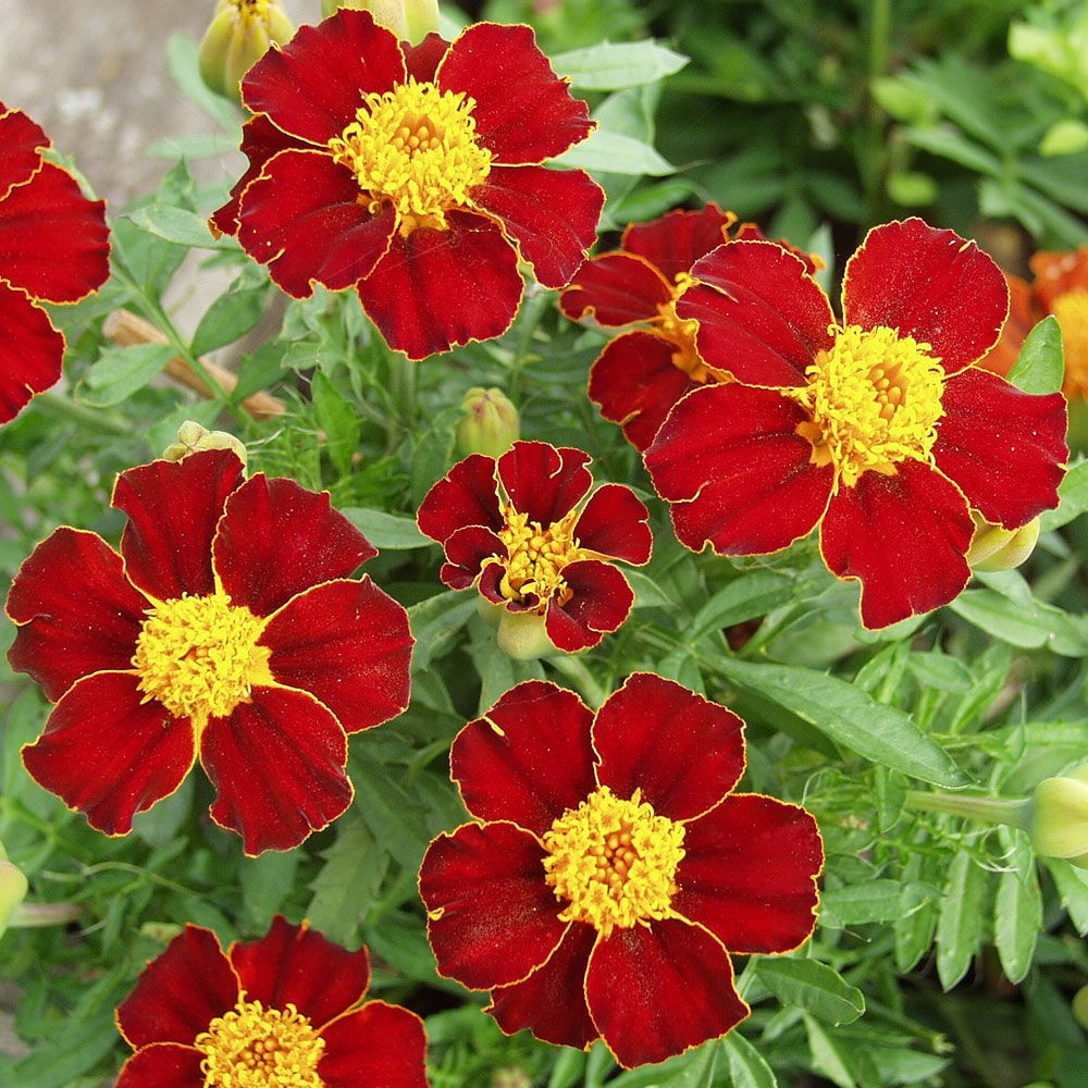 Studentenblume 'Favourite Red'