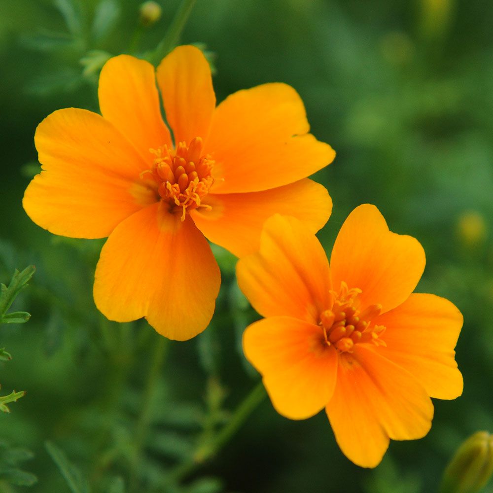 Studentenblume 'Orange Gem'