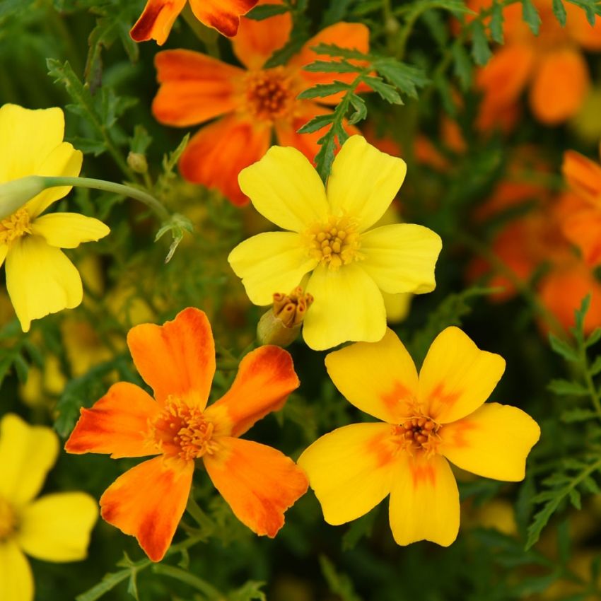 Studentenblume 'Liten Tagetes'