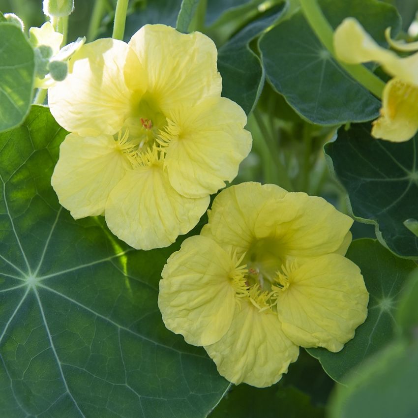 Kapuzinerkresse 'Jewel Primrose'