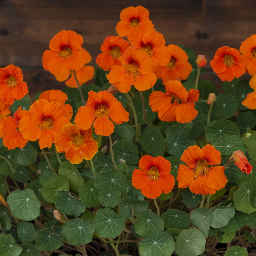 Kapuzinerkresse 'Baby Orange’