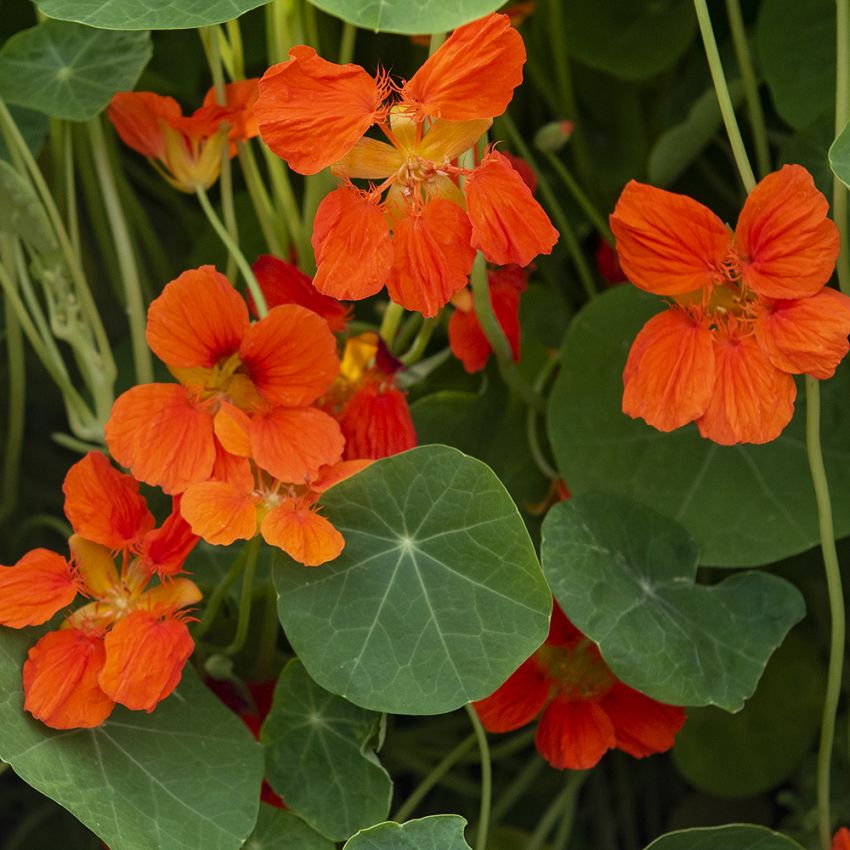 Kapuzinerkresse 'Whirlybird Tangerine‘