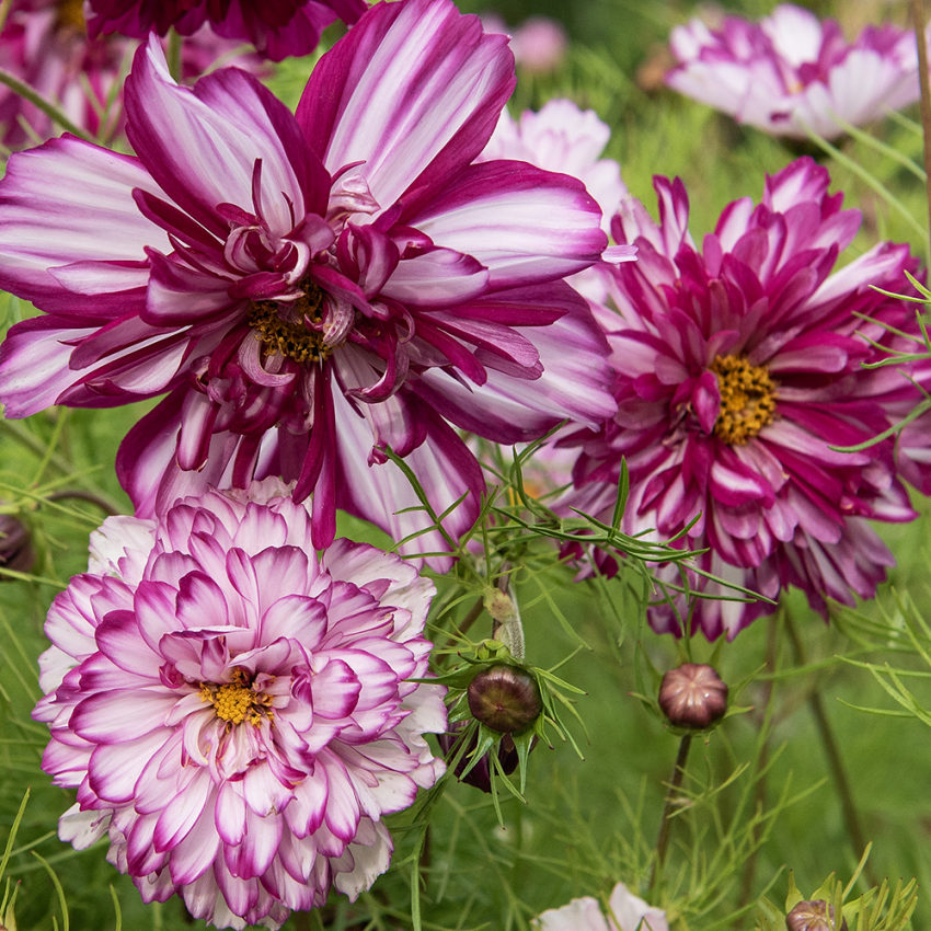 Schmuckkörbchen 'Double Click Bicolour Violet' in der Gruppe Samen / Einjährige Blumen bei Impecta Fröhandel (88132)