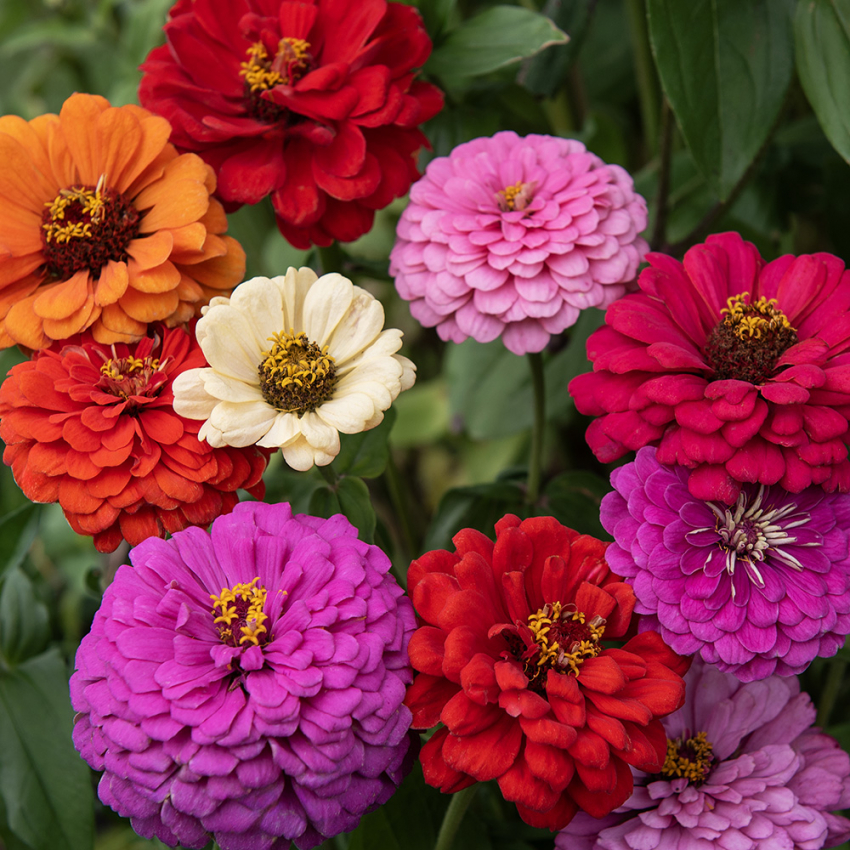 Zinnie in der Gruppe Samen / Einjährige Blumen bei Impecta Fröhandel (8830)