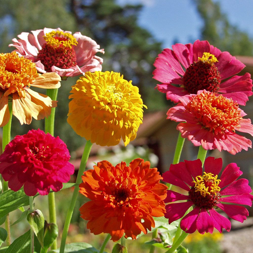 Zinnie 'Old Scabiosa'